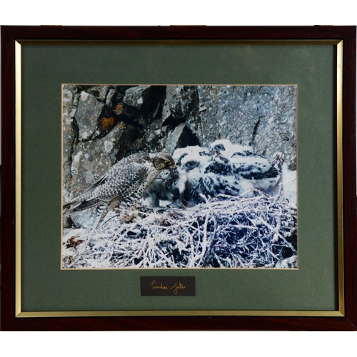 52 - GORDON YATES (TWENTIETH/ TWENTY FIRST CENTURY)SIX COLOUR PHOTOGRAPHIC PRINTS Barn owl with dead prey... 