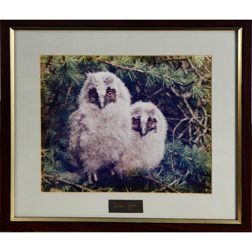 52 - GORDON YATES (TWENTIETH/ TWENTY FIRST CENTURY)SIX COLOUR PHOTOGRAPHIC PRINTS Barn owl with dead prey... 