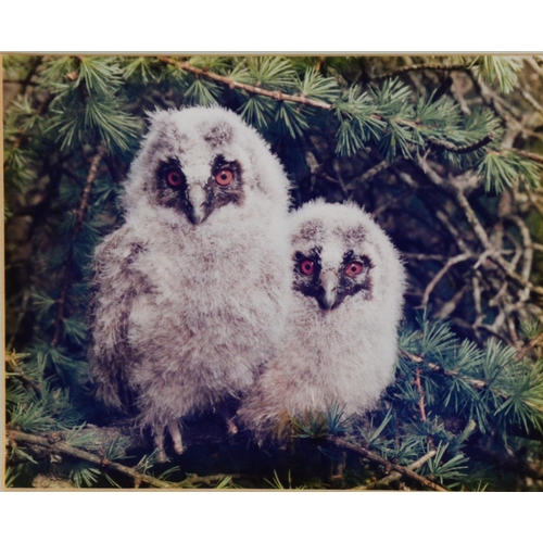 52 - GORDON YATES (TWENTIETH/ TWENTY FIRST CENTURY)SIX COLOUR PHOTOGRAPHIC PRINTS Barn owl with dead prey... 
