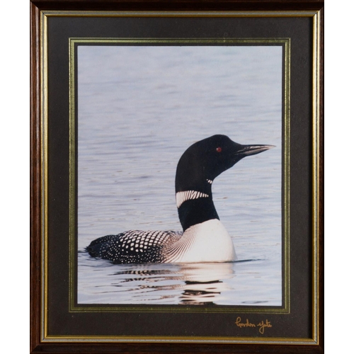 52 - GORDON YATES (TWENTIETH/ TWENTY FIRST CENTURY)SIX COLOUR PHOTOGRAPHIC PRINTS Barn owl with dead prey... 