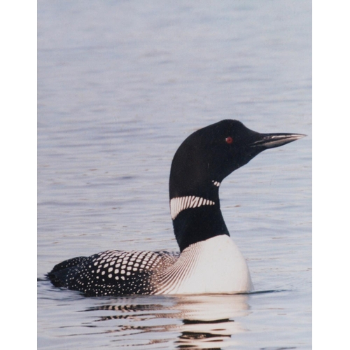 52 - GORDON YATES (TWENTIETH/ TWENTY FIRST CENTURY)SIX COLOUR PHOTOGRAPHIC PRINTS Barn owl with dead prey... 