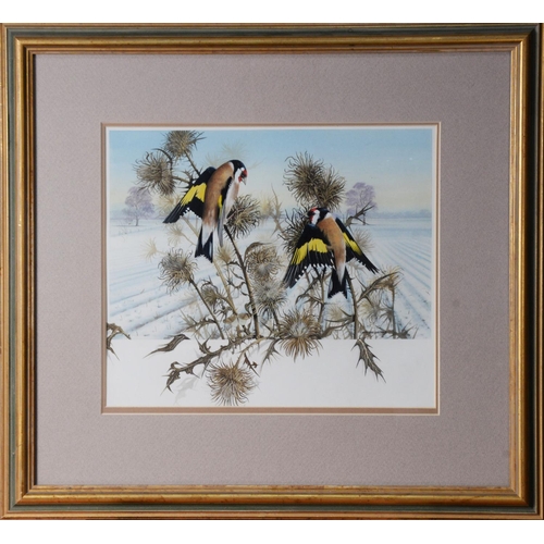 53 - CHRIS SHIELDS (TWENTIETH/ TWENTY FIRST CENTURY) GOUACHE Two finches perched on thistles, in a snowy ... 