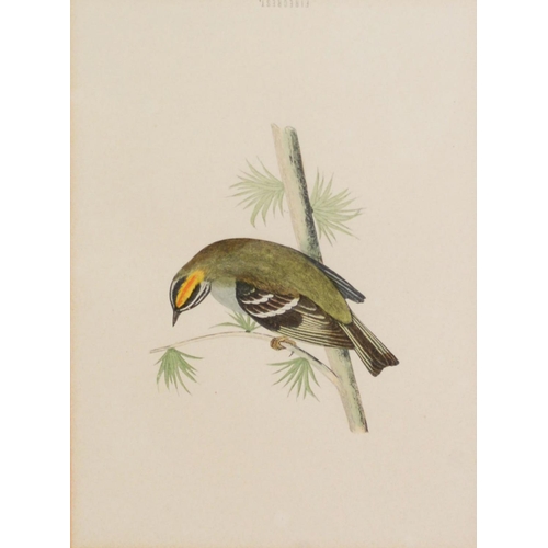 50 - RALPH WATERHOUSEARTIST SIGNED COLOUR PRINT Two gulls on nestSigned to the mount6 ¼” x 8 ¼” (15.9cm x... 