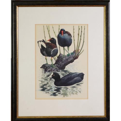 50 - RALPH WATERHOUSEARTIST SIGNED COLOUR PRINT Two gulls on nestSigned to the mount6 ¼” x 8 ¼” (15.9cm x... 
