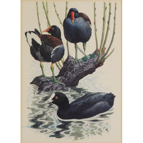50 - RALPH WATERHOUSEARTIST SIGNED COLOUR PRINT Two gulls on nestSigned to the mount6 ¼” x 8 ¼” (15.9cm x... 
