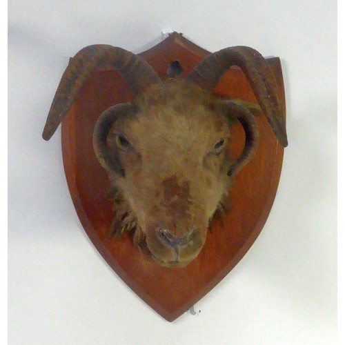 193 - TAXIDERMY: Victorian/Edwardian oak shield mounted four-horn mountain goat head, 15¾