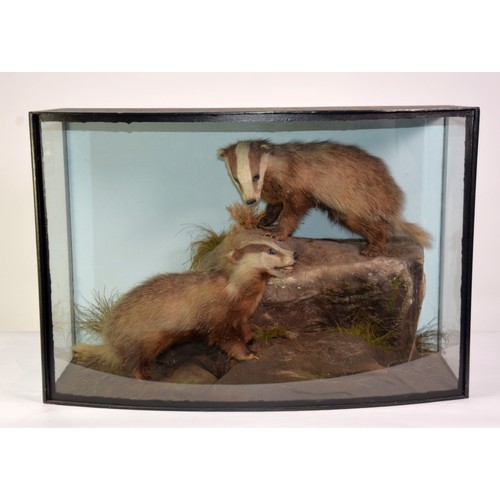 194 - TAXIDERMY: Cased pair of badger cubs posed in naturalistic diorama, in bowed glass case, 33