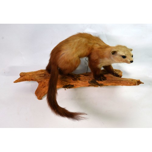 195 - TAXIDERMY: Ferret mounted on log in naturalistic pose, 21