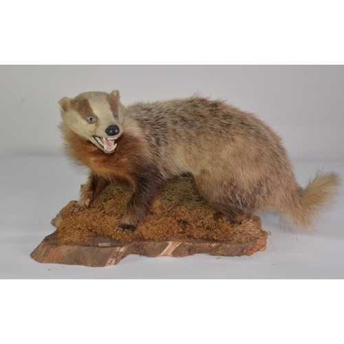 196 - TAXIDERMY: Snarling Badger on mossy tree stump diorama bearing label 'D.O.E. 076799', 25