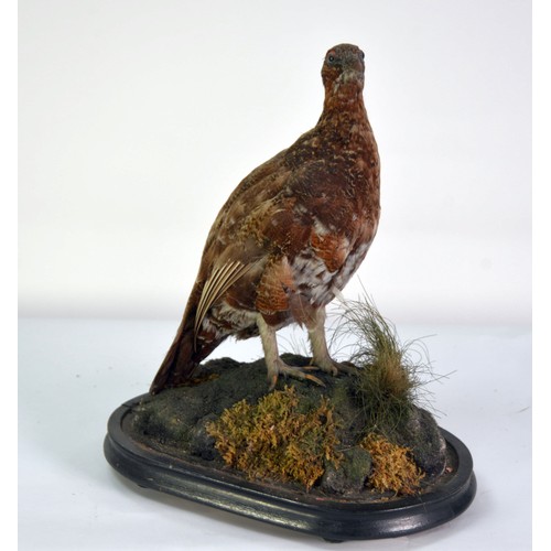 175 - TAXIDERMY: Victorian grouse in naturalistic diorama and on ebonised base though lacking the glass do... 