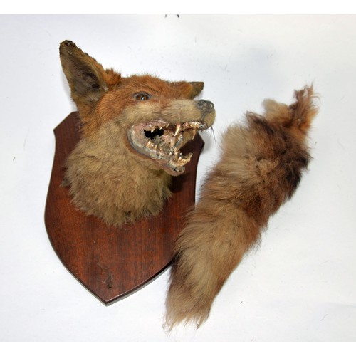 178 - TAXIDERMY: Shield mounted fox head & brush; together with a shield mounted snarling badger head ... 