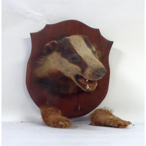 178 - TAXIDERMY: Shield mounted fox head & brush; together with a shield mounted snarling badger head ... 