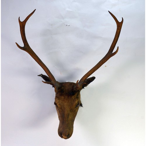 179 - TAXIDERMY: Stag's head with 10-point antlers, 34