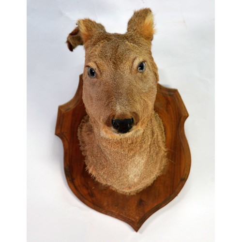 180 - TAXIDERMY: Deer head on walnut shield mount, 20