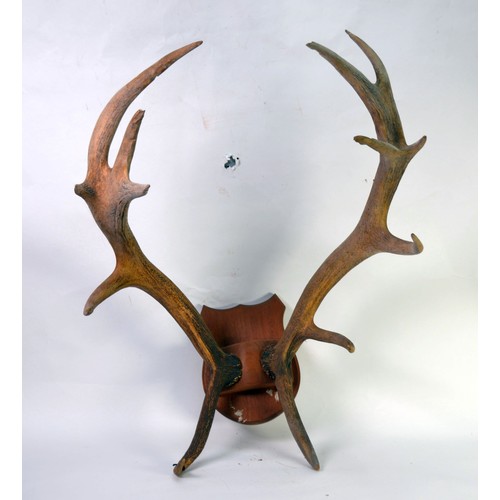 181 - TAXIDERMY: Three sets of antlers, the largest 12-points and on walnut shield mount; 26