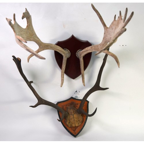 181 - TAXIDERMY: Three sets of antlers, the largest 12-points and on walnut shield mount; 26