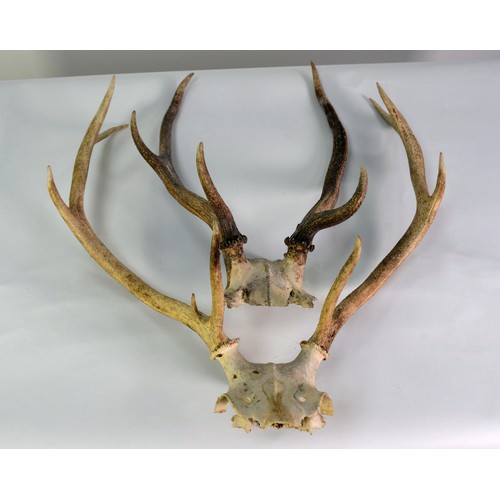 182 - TAXIDERMY: Two pairs and skull cap mounted antlers, 20