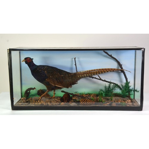 185 - TAXIDERMY: Cased cock-pheasant in naturalistic diorama, 34¼