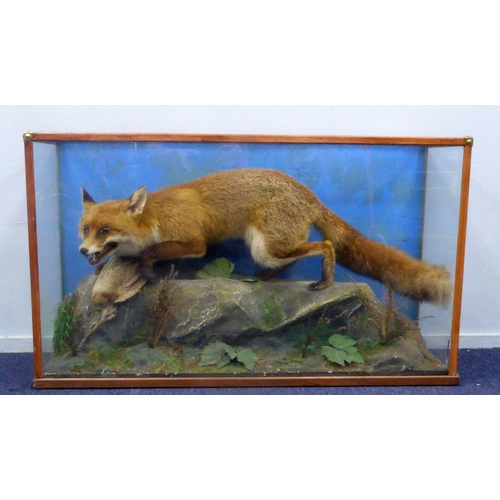 186 - TAXIDERMY: Mid to late 20th century cased fox in naturalistic diorama, 41¾ 