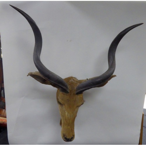 187 - TAXIDERMY: African Antelope head, 45