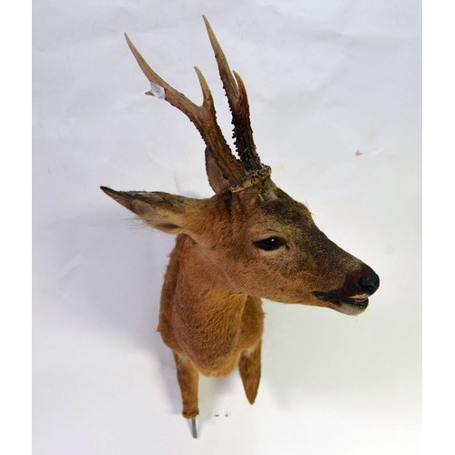 188 - TAXIDERMY: Front-quater of a young deer with pricket antlers, 23