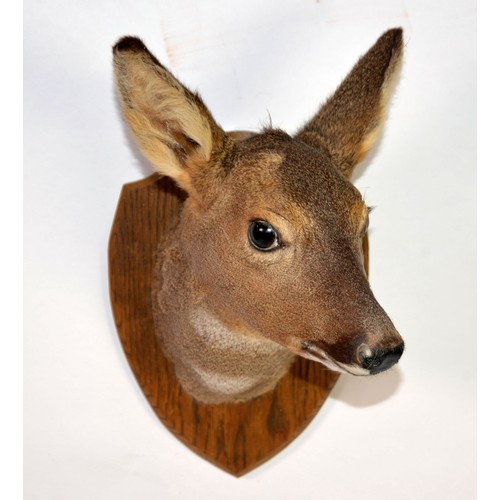 189 - TAXIDERMY: Doe head on oak shield mount, 17½