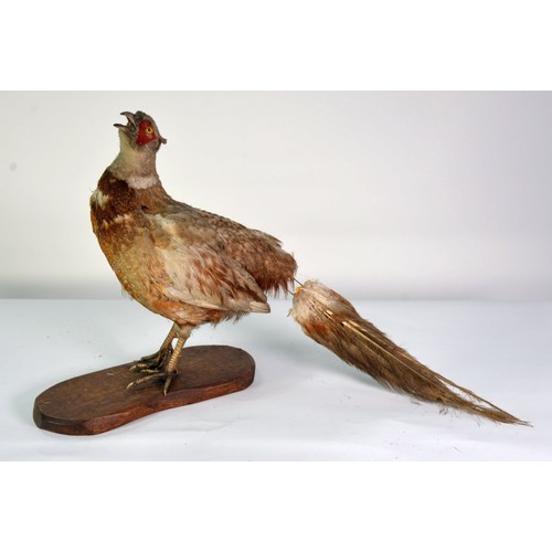 190 - TAXIDERMY: Cock-pheasant on naturalistic wooden perch, plus a hen-pheasant standing 24½