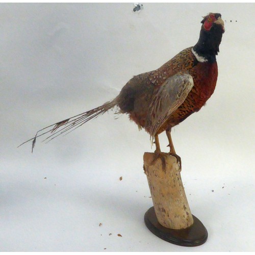 190 - TAXIDERMY: Cock-pheasant on naturalistic wooden perch, plus a hen-pheasant standing 24½