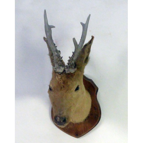 191 - TAXIDERMY: Two shield-mounted young deer heads with pricket antlers, 20