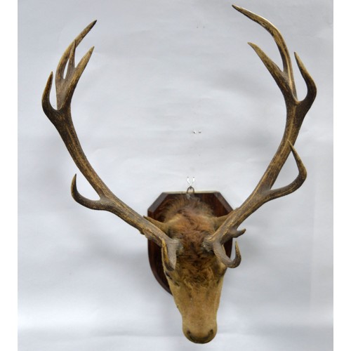 183 - TAXIDERMY: George V period Stags head with 12-point antlers 45½