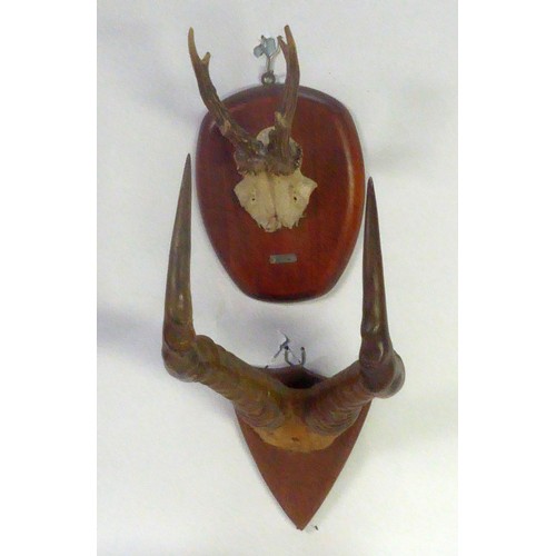 184 - TAXIDERMY: Pair of shield mounted skull-cap antelope horns, shield mounted skull-cap pricket antlers... 