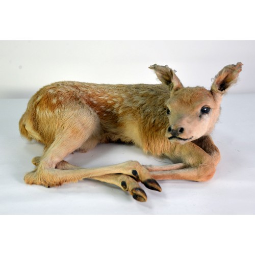 197 - TAXIDERMY: Recumbent Roe deer fawn or Bambi; 19¾