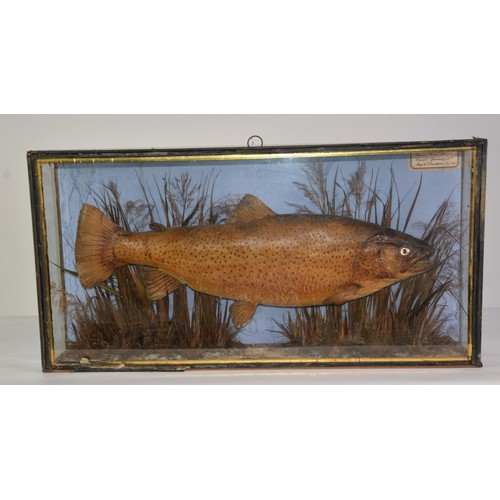 198 - TAXIDERMY: Victorian cased Thames Trout 11lb 7oz, caught spinning at Maple Durham in May of 1872, in... 