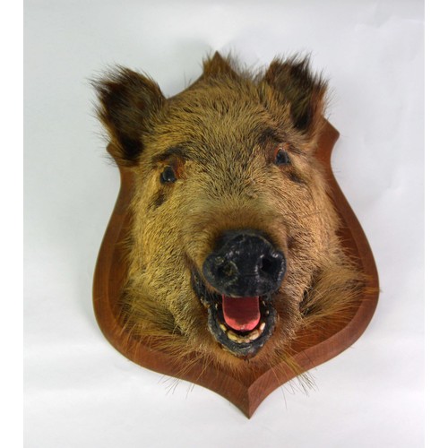 192 - TAXIDERMY: Boars heads, the larger black example on walnut shield mount, the brown boar on oak shiel... 