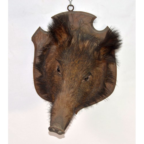 192 - TAXIDERMY: Boars heads, the larger black example on walnut shield mount, the brown boar on oak shiel... 