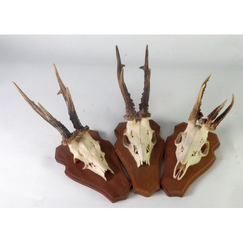 174 - TAXIDERMY: Three shield mounted young deer skulls with pricket antlers, 14