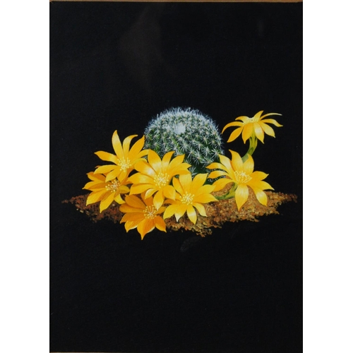 111 - WILLIAM F GOULDING (TWENTIETH/ TWENTY FIRST CENTURY) THREE SMALL OIL PAINTINGS ‘Flowering Cactus Ser... 