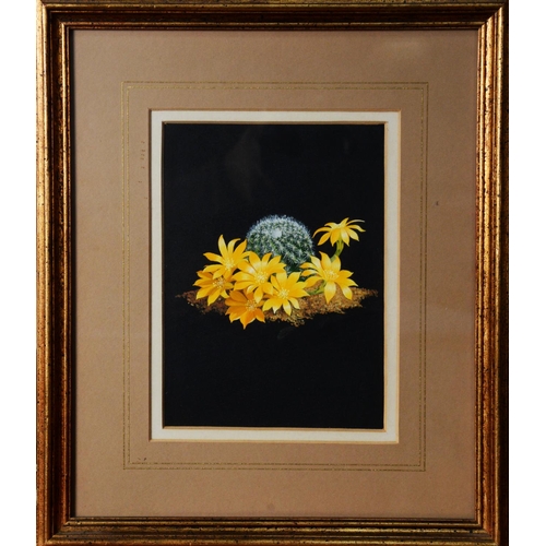 111 - WILLIAM F GOULDING (TWENTIETH/ TWENTY FIRST CENTURY) THREE SMALL OIL PAINTINGS ‘Flowering Cactus Ser... 