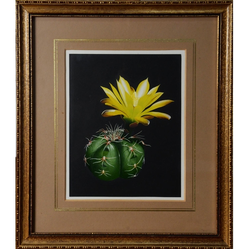 111 - WILLIAM F GOULDING (TWENTIETH/ TWENTY FIRST CENTURY) THREE SMALL OIL PAINTINGS ‘Flowering Cactus Ser... 