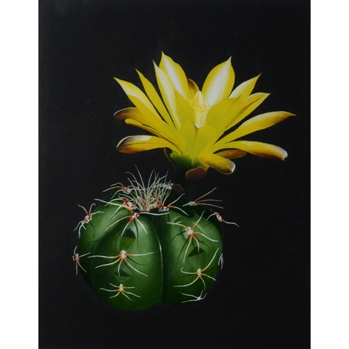 111 - WILLIAM F GOULDING (TWENTIETH/ TWENTY FIRST CENTURY) THREE SMALL OIL PAINTINGS ‘Flowering Cactus Ser... 