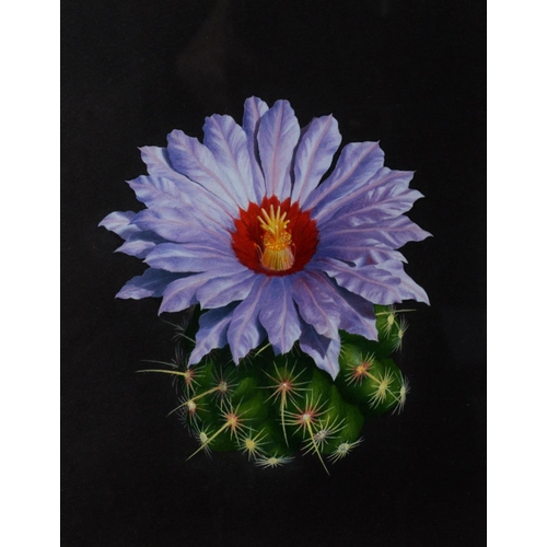 111 - WILLIAM F GOULDING (TWENTIETH/ TWENTY FIRST CENTURY) THREE SMALL OIL PAINTINGS ‘Flowering Cactus Ser... 