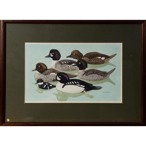 126 - NOEL WILLIAM CUSA (1909 – 1990)WATERCOLOUR Six shell ducks on the water Signed lower right 7” x 11 ½... 