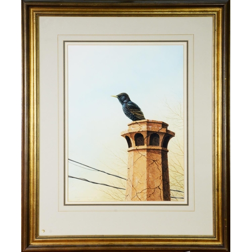 127 - RALPH WATERHOUSE (b.1943) GOUACHE Starling perched on a chimney pot Signed lower left 17 ½” x 12 ¾” ... 