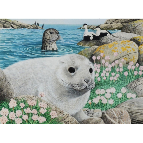 128 - CHRIS SHIELDS (TWENTIETH/ TWENTY FIRST CENTURY)GOUACHE Baby seal in foreground, seal and eider duck ... 