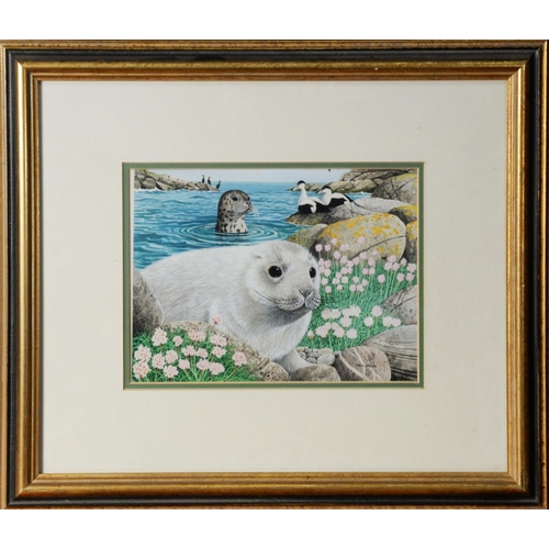 128 - CHRIS SHIELDS (TWENTIETH/ TWENTY FIRST CENTURY)GOUACHE Baby seal in foreground, seal and eider duck ... 