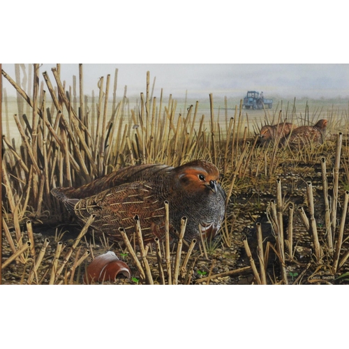 129 - CHRIS SHIELDS (TWENTIETH/ TWENTY FIRST CENTURY)GOUACHE Grouse resting amongst corn stalks Signed low... 