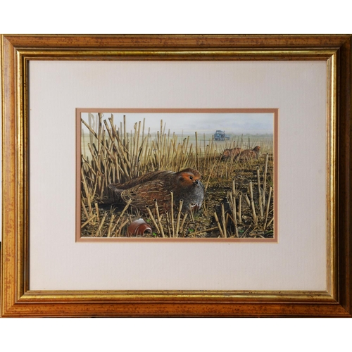 129 - CHRIS SHIELDS (TWENTIETH/ TWENTY FIRST CENTURY)GOUACHE Grouse resting amongst corn stalks Signed low... 