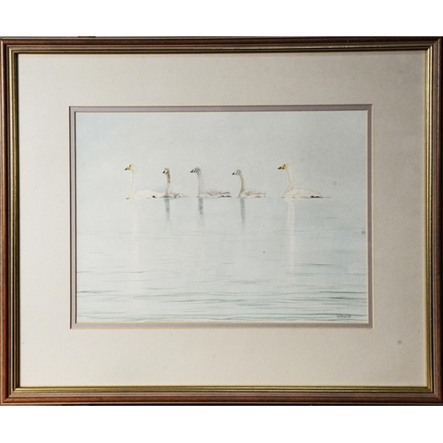 130 - W NIELD (TWENTIETH/ TWENTY FIRST CENTURY)WATERCOLOUR Five Swans Signed lower right 10 ¼” x 14” (26cm... 