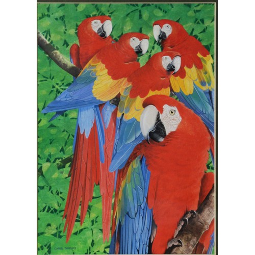 131 - CHRIS SHIELDS (TWENTIETH/ TWENTY FIRST CENTURY)GOUACHE Five parrots perched on a branch Signed 12” x... 