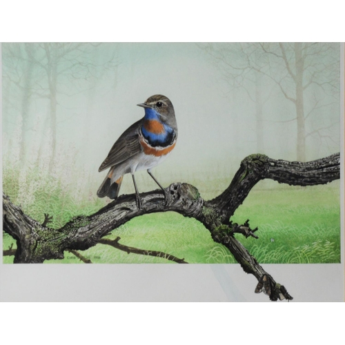 132 - CHRIS SHIELDS (TWENTIETH/ TWENTY FIRST CENTURY)PAIR OF GOUACHE AND WATERCOLOURS Each a bird perched ... 